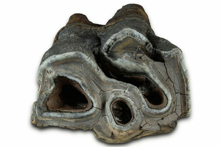 Fossil Woolly Rhino (Coelodonta) Partial Tooth - Siberia #330937